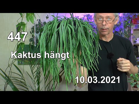 , title : 'Sukkulente Kaktus, Schlangenkaktus Vermehrung Anzucht und Pflege. Geldbaum und Pitahaya'