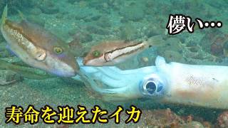 寿命を終えたアオリイカに群がる魚たち。イカの一生の終わりが儚すぎた