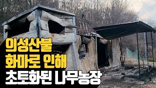 의성산불 화마로 인해 초토화 된 나무농장 | 나무대장