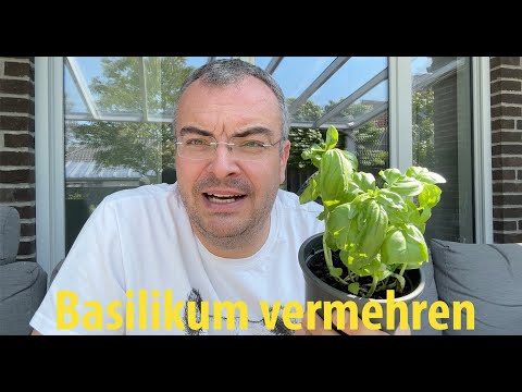 Propagating basil – it's that easy! |  Lehrerschmidt