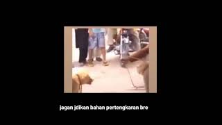 Download lagu minang dubbing monyet dan anjing mp3