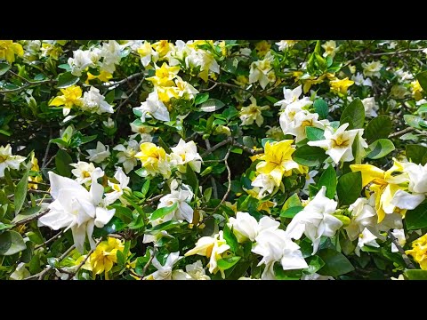 #flowers #video #view 🤍🌸