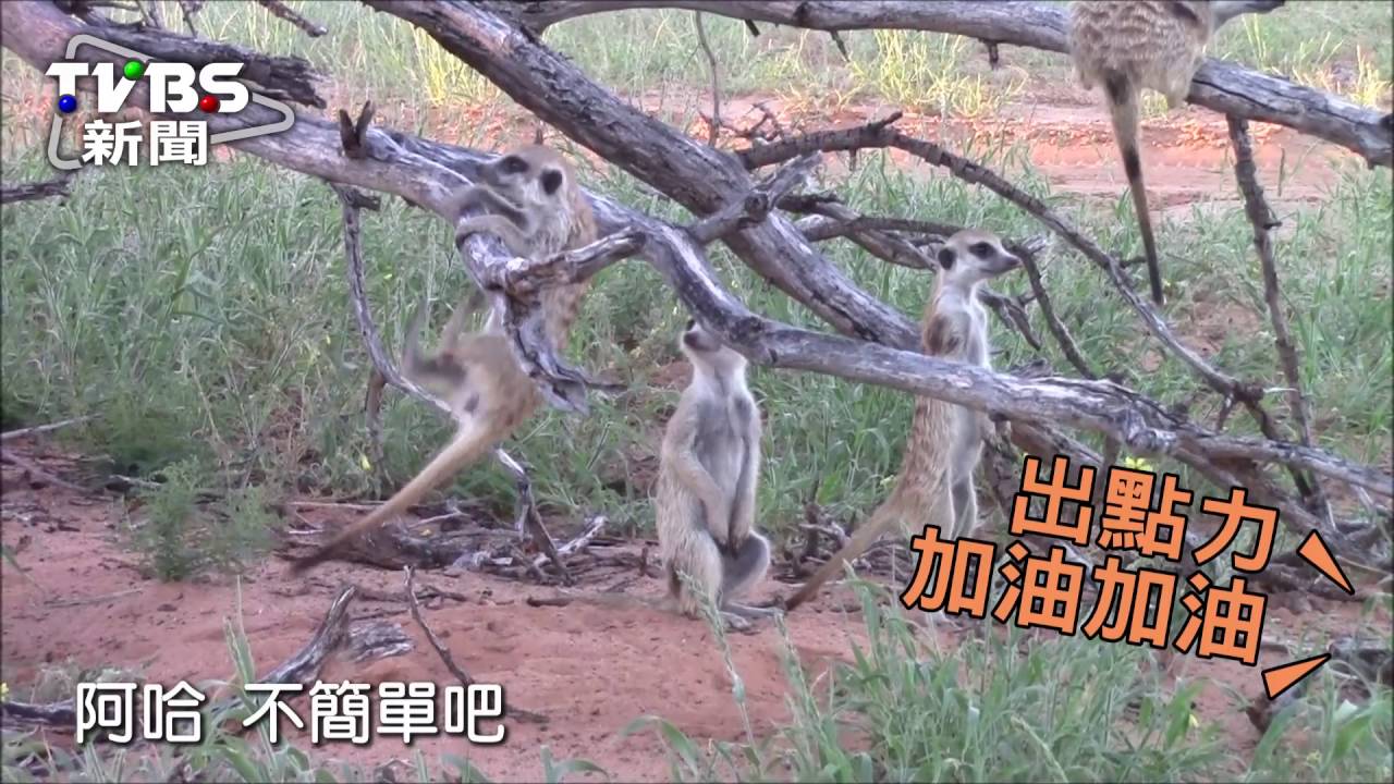 保命必學!小狐獴的第一課