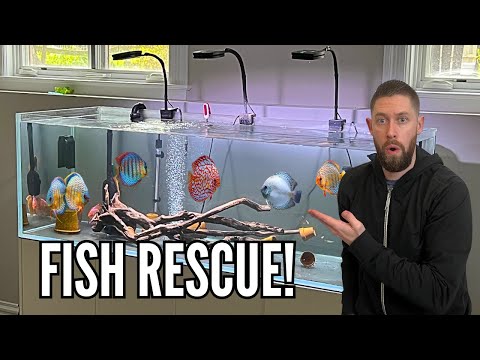 RESCUING DISCUS FISH from Beautiful 180 Gallon Aquarium