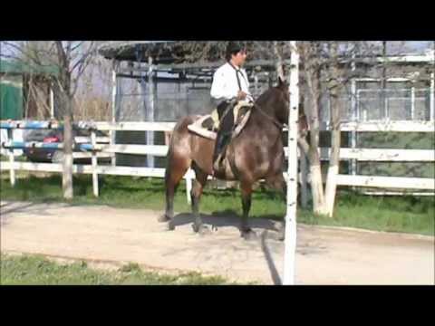 cavallo argentino brinato - All. EXCALIBUR