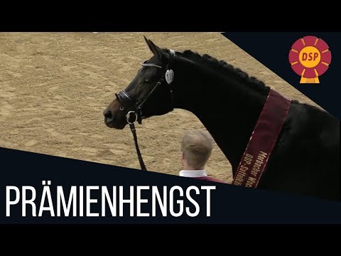 Prämienhengst der DSP-Sattelkörung | Master Piece v. Millennium | Marbach | 2018