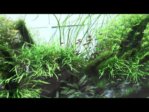 ADG in Japan: The ADA Nature Aquarium Party 2012