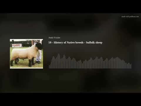 , title : '59 - History of Native breeds - Suffolk sheep'
