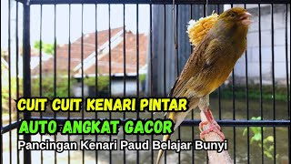 Download lagu Kenari gacor NGEROL PANJANG cocok untuk PANCINGAN KENARI PAUD bikin BURUNG KENARI GACOR PANJANG mp3