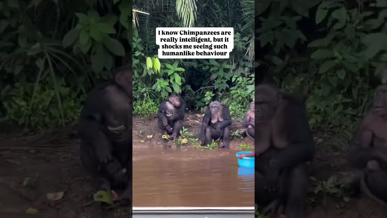 The Tchimpounga Chimpanzee Rehabilitation Center is the largest sanctuary in Africa