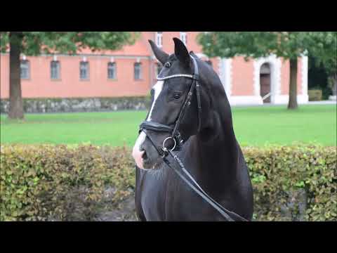 Belmundo v.  Bon Courage - Don Frederico