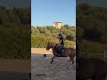 PONY IN VENDITA LUNA