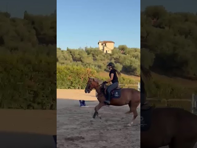 PONY IN VENDITA   LUNA