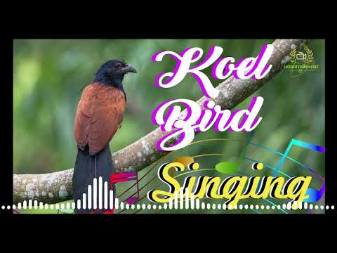 Koel bird singing | Beautiful and calm sound to hear |