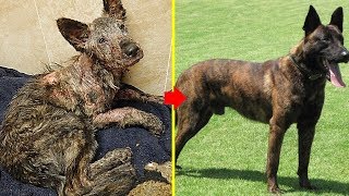 Rescue an Abandoned Dog Lose Hope Transformed After Just 2 Weeks Of Love