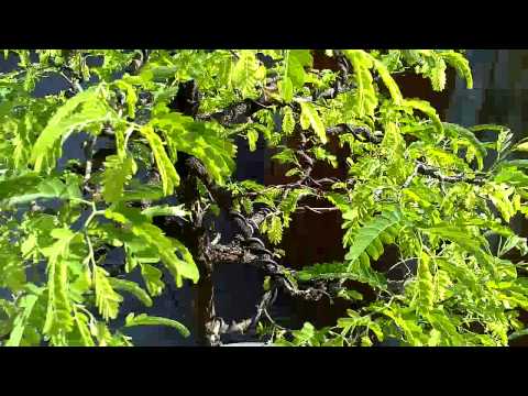 My Tamarindus indicus Bonsai =)