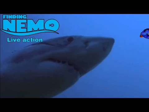 Buscando a Nemo live action/ parte 5