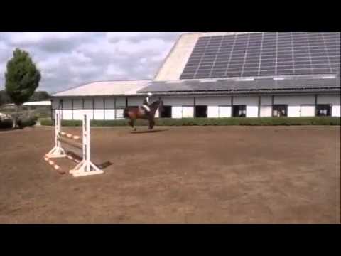 2007 Contendro X Caretino X Capitol