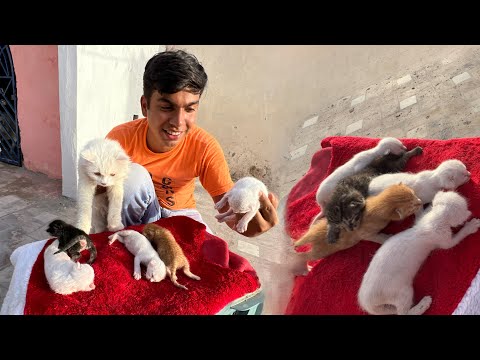 Bili Ka Bacha Bara Ho Rha 🥰