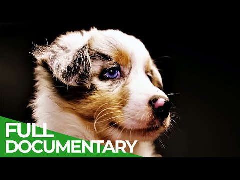 How Dogs Became Man's Best Friend