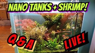 Lets Talk Nano Fish Tanks &  Mixing Dwarf Shrimp W/Fish! +Why Fertz Are Harder To Dose in Nano Tanks