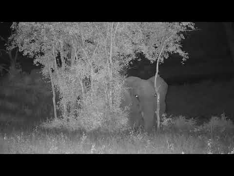 Djuma: Elephant herd feeding then drink at the pan - 22:57 - 12/16/20