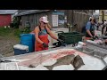 Watch This Lady's Fish Filleting Skills in Action! This Lady is a Fish Cleaning Machine! Part 1