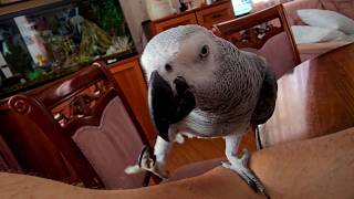 The grey parrot bites.
