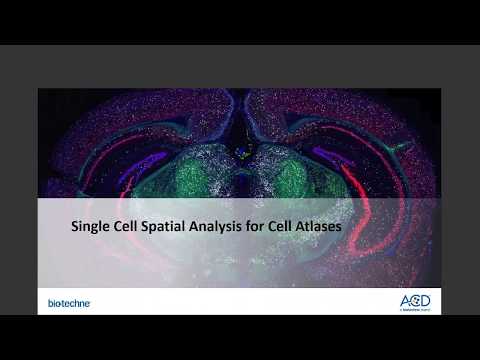 2020 June 24 - Validating Single Cell RNAseq results with MILO & RNAscope