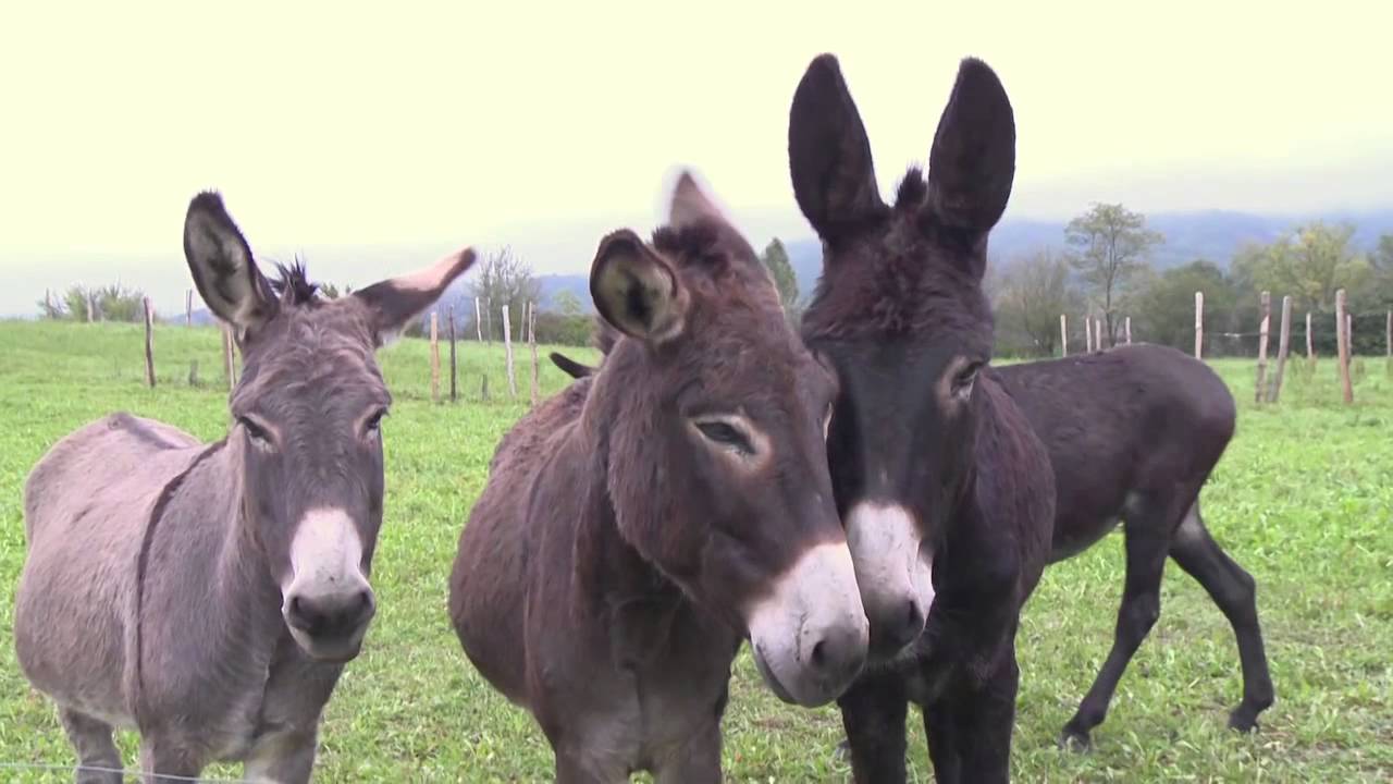 Apprendre avec la Marque dans le Parc du Haut-Languedoc
