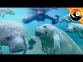 I Swam With 100 Manatees