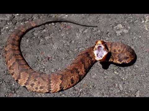 21 Striking Facts About Cottonmouth Snakes