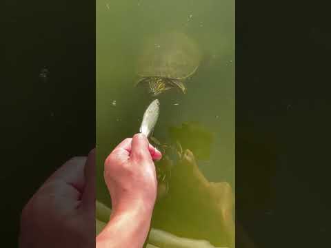 Feeding My Turtle The Biggest Fish He’s ever eaten #viral #fishing #turtle #nature #fish #tiktok #fy