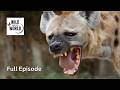 Alone In The Wild The Untold Struggle Of A Lone Hyena Real Serengeti Story