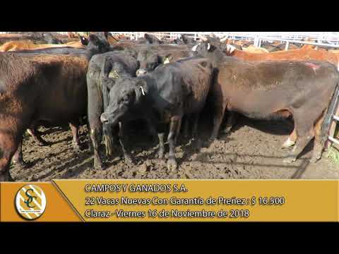 16-11-18 Venta de Vientres - Campos y Ganados S.A. - Claraz