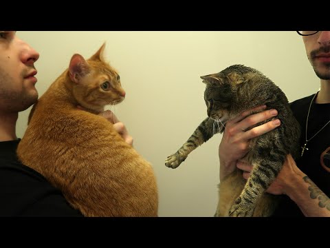 YouTube video about: How to separate bonded cats?
