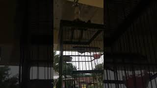 Download lagu pleci ngebreen cigun panjang mp3