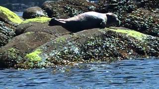 preview picture of video 'Kayaking Chuckanut Bay'