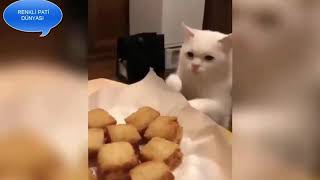 İĞRENEN KEDİLER / LEARNED CATS