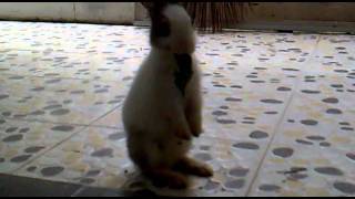 bunnyhavefun.mp4