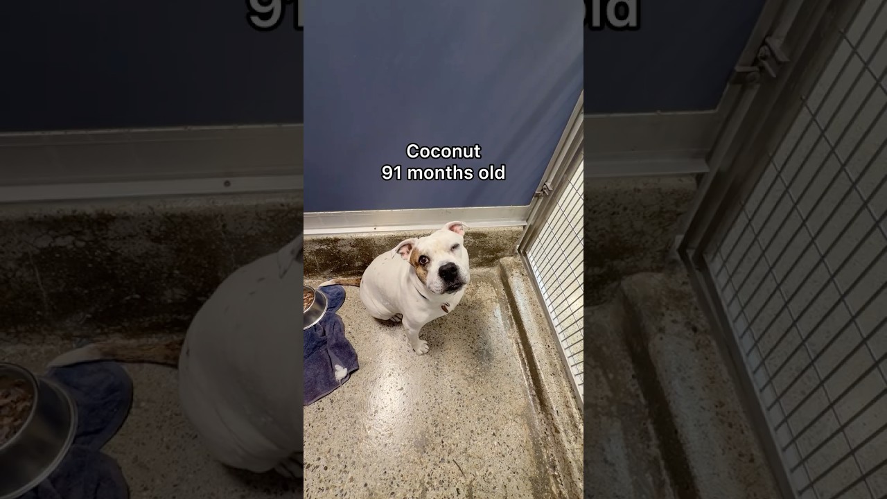 Enlarge Coconut, a Adoptable mixed breed in Los Angeles, CA video 6/6