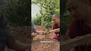 Download lagu Genius Farmer's Hack to Boost Papaya Production 🤯 mp3