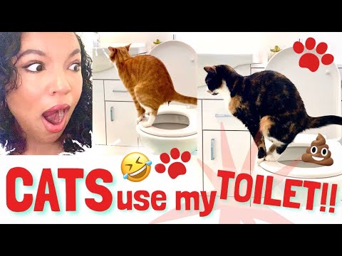 HOW TO TRAIN CATS TO USE YOUR TOILET | Say BYE to that smelly litter tray!!
