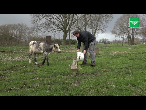 Boerin zoekt oppas voor haar ossen