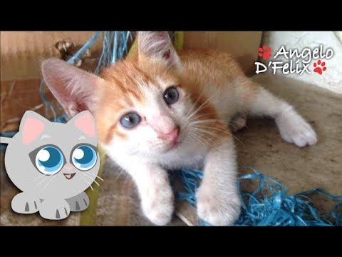 Why do Kitten Always Have Blue Eyes?