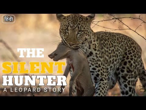 The Silent Hunter: A Leopard Story | National geographic hindi | Wildlife documentary in Hindi