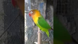 Download lagu Gila !!.....Kicau Burung lovebird Ngekek Panjang Juara | Burung Labet Ngentrok mp3
