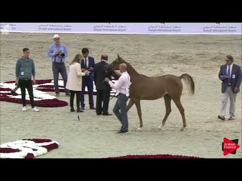 24 RAYANAH ALBIDAYER Sharjah International 2018