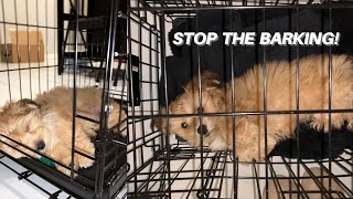 HOW TO CRATE TRAIN YOUR DOG + FAST TIP TO STOP THE BARKING