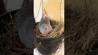 Diamond dove sitting on its eggs #dove #diamonddove #eggs #breeding